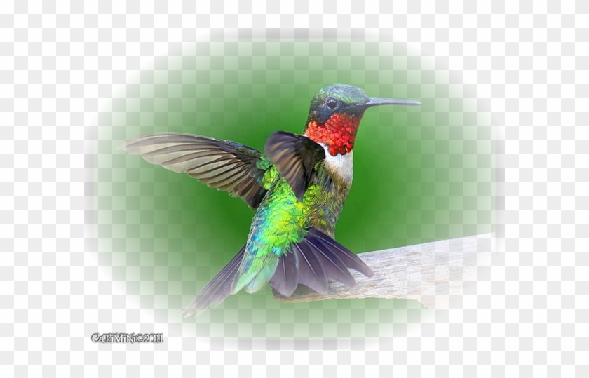 Centerblog - Hummingbird Colors #304069