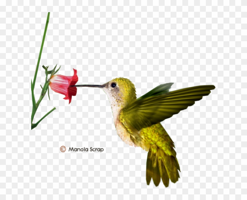 Changement D'adresse - Yellow Hummingbird #304071