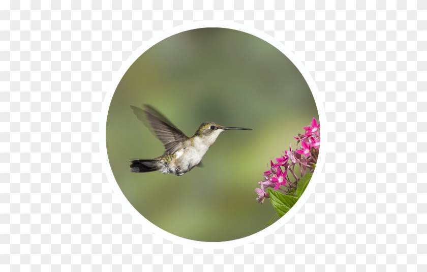 Hummingbird Garden - Sensory Garden #304075