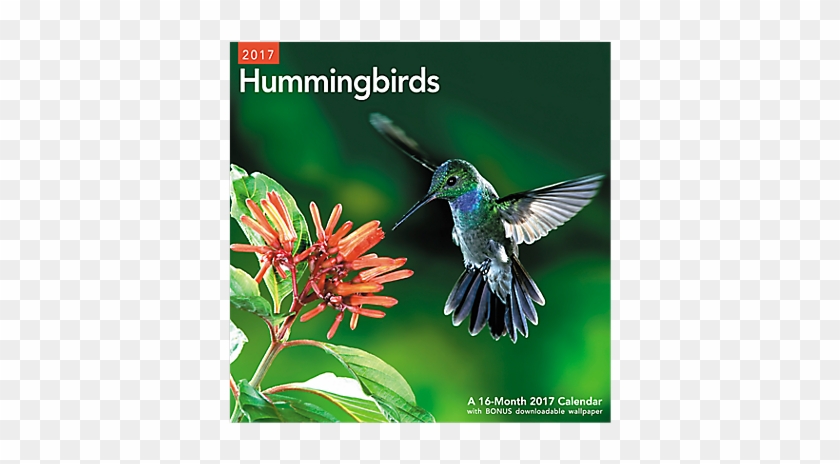 Mead 2017 Hummingbirds Wall Calendar (lme202_17) - #304078