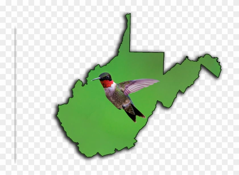 The Ruby-throated Hummingbird - The Ruby-throated Hummingbird #304079