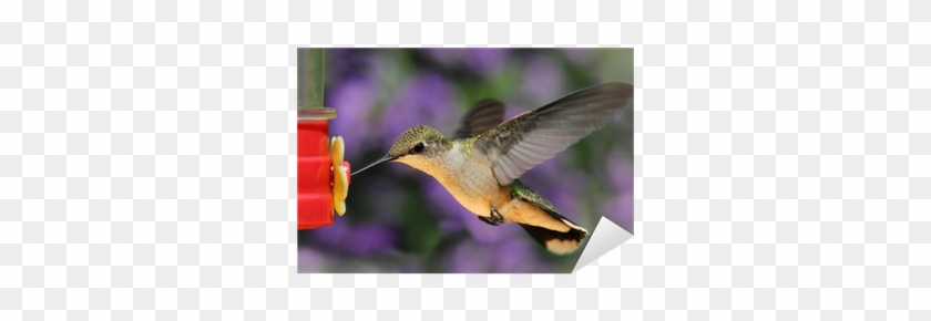 Ruby-throated Hummingbird At A Feeder Sticker • Pixers® - Ruby-throated Hummingbird #304080
