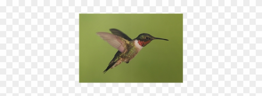 Male Ruby-throated Hummingbird Poster • Pixers® • We - Ruby-throated Hummingbird #304081