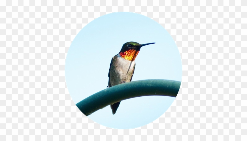 Hummingbird Assembly - Hummingbird Background #304093