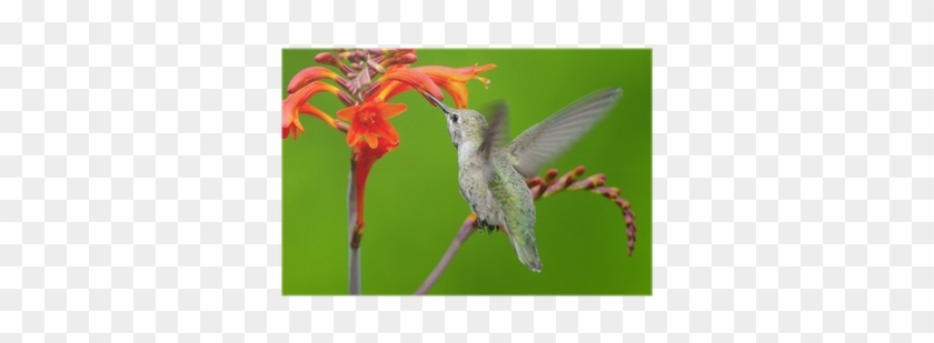 Poster Annas Hummingbird Som Matar På Crocosmia Blommor - Ruby-throated Hummingbird #304115