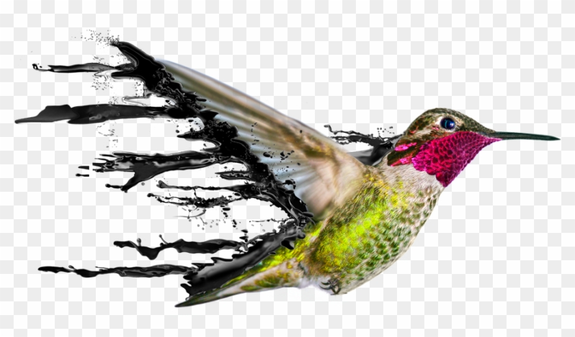 Did You Know - Ruby-throated Hummingbird #304121
