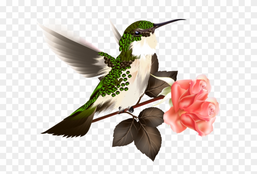Hummingbird #304129