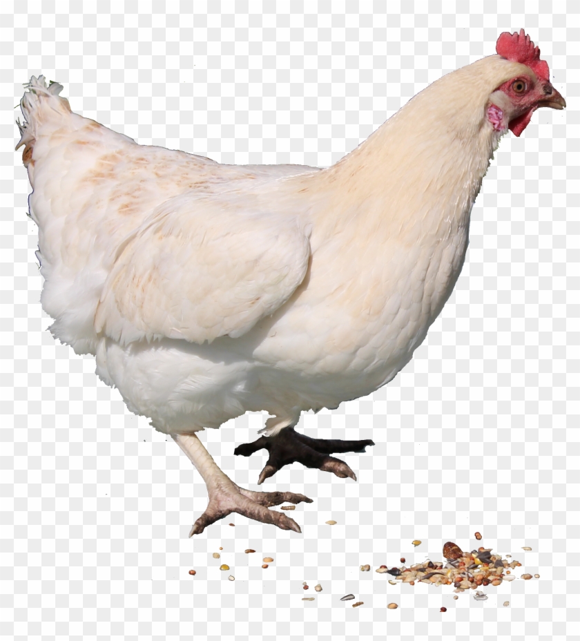 White Chicken Png Image - Hen Png #304255