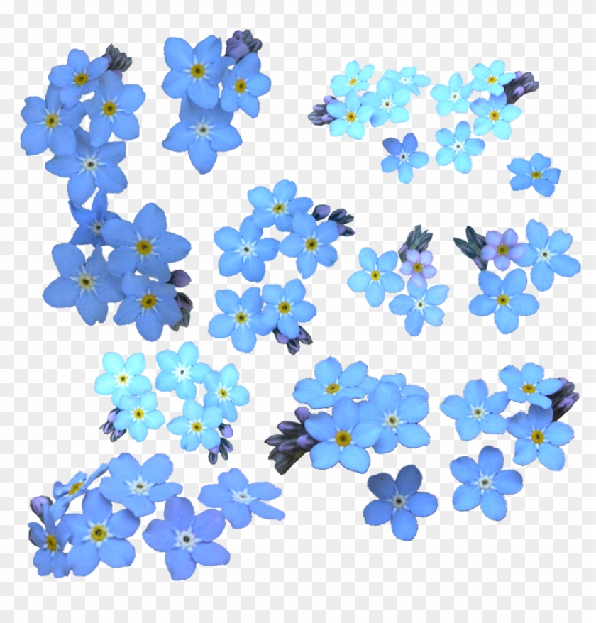 Forget Me Not Png Clipart - Clipart Forget Me Not Flower #304268