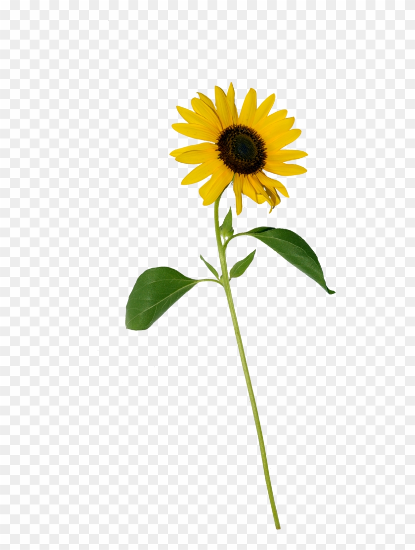 Sunflower Single Png Stock 0318 Copy By Annamae22 - Single Sunflower Flower Png #304730