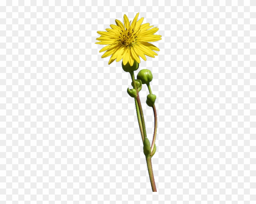 This Plant Has A Long, 2 To 5 Foot Stem With A Single - Single Stem Flower Png Transparent #304732