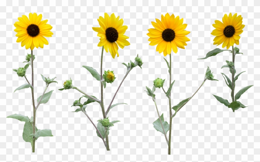 Single Sunfloer Png With Leaf - Sun Flowers Png Transparent Background #304738