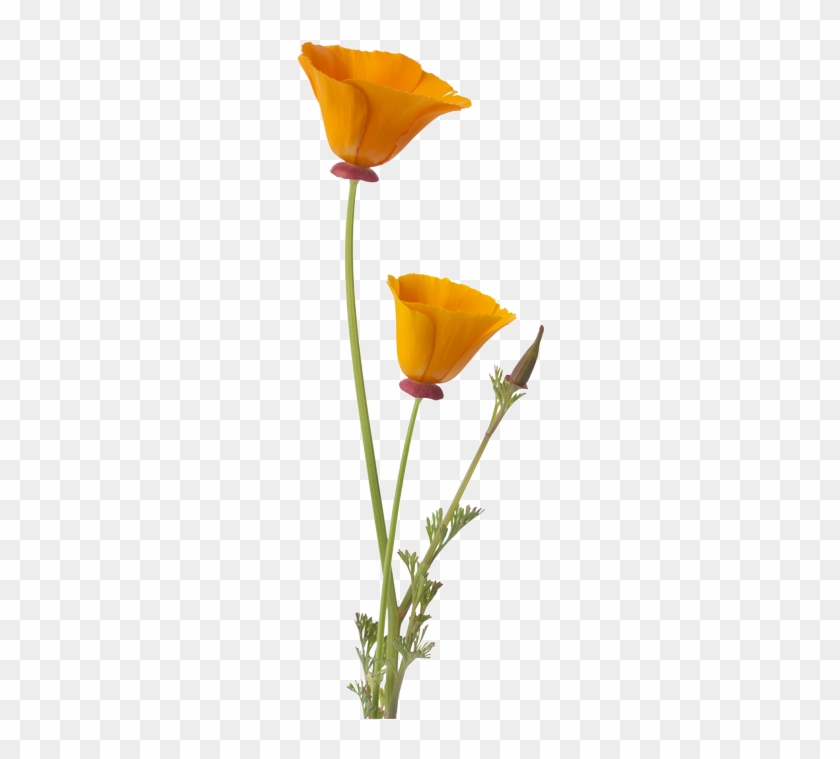 California Poppy Flower Bud - California Poppy Flower Bud, clipart, transpa...