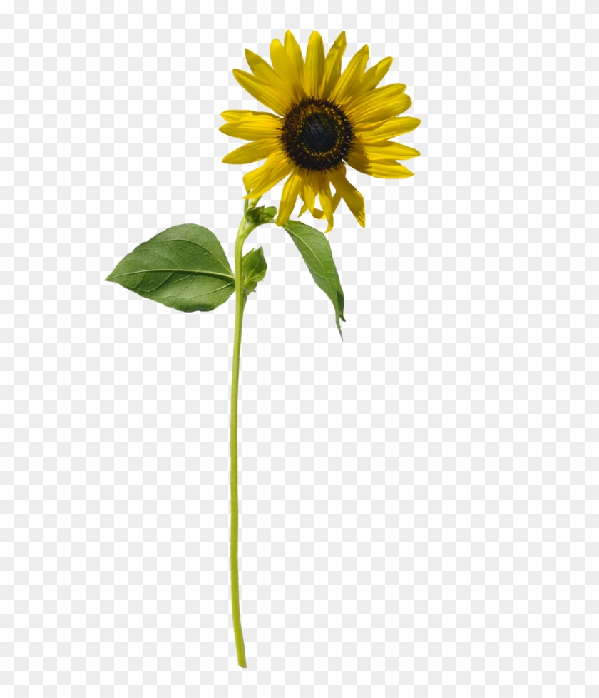 Sunflower Single Png Stock 0316 Copy By Annamae22 - Png Sunflowers Deviantart #304784