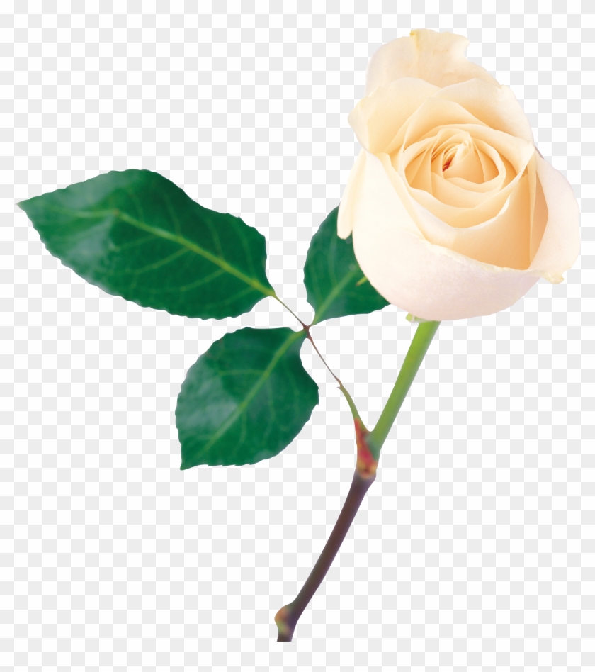 White Rose Png Image, Flower White Rose Png Picture - One White Rose Flower #304799