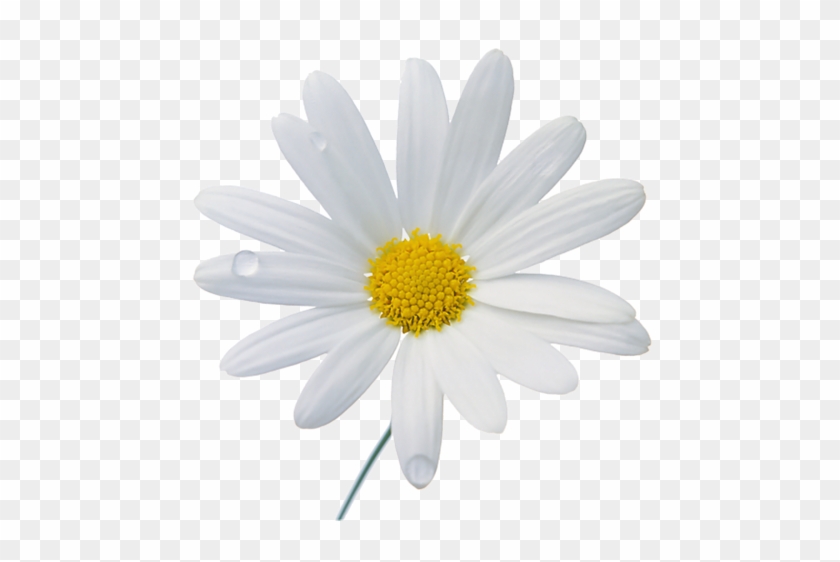 Camomile Png Image, Free Flower Picture - Camomile Png #304811