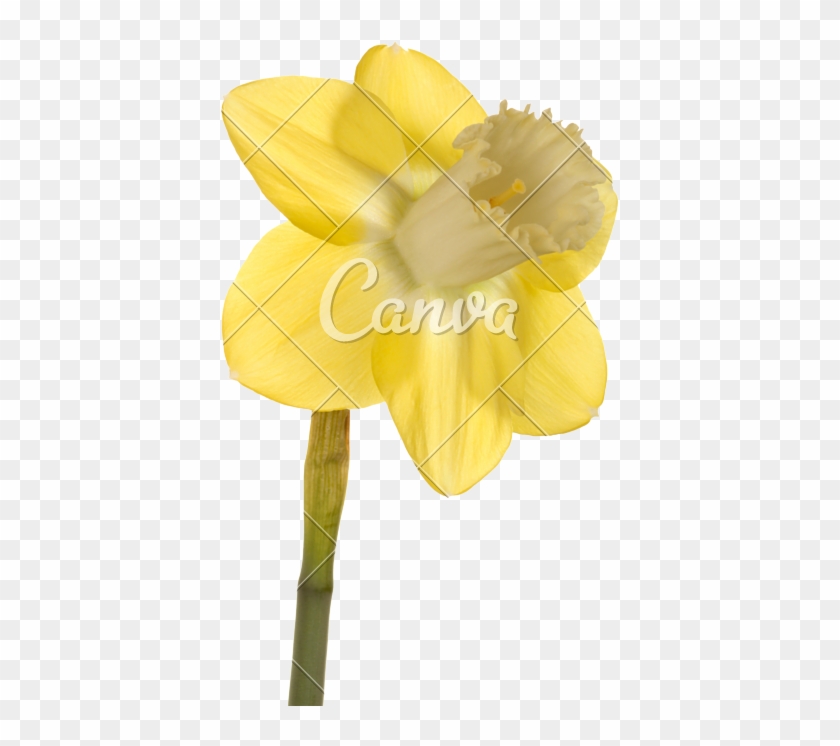Single Flower Of A Daffodil Cultivar - Daffodil #304830