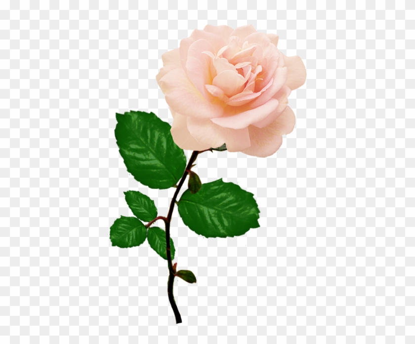 Beautiful Red Rose Png, Single Pink Rose Png - Single Pink Rose Png #304833