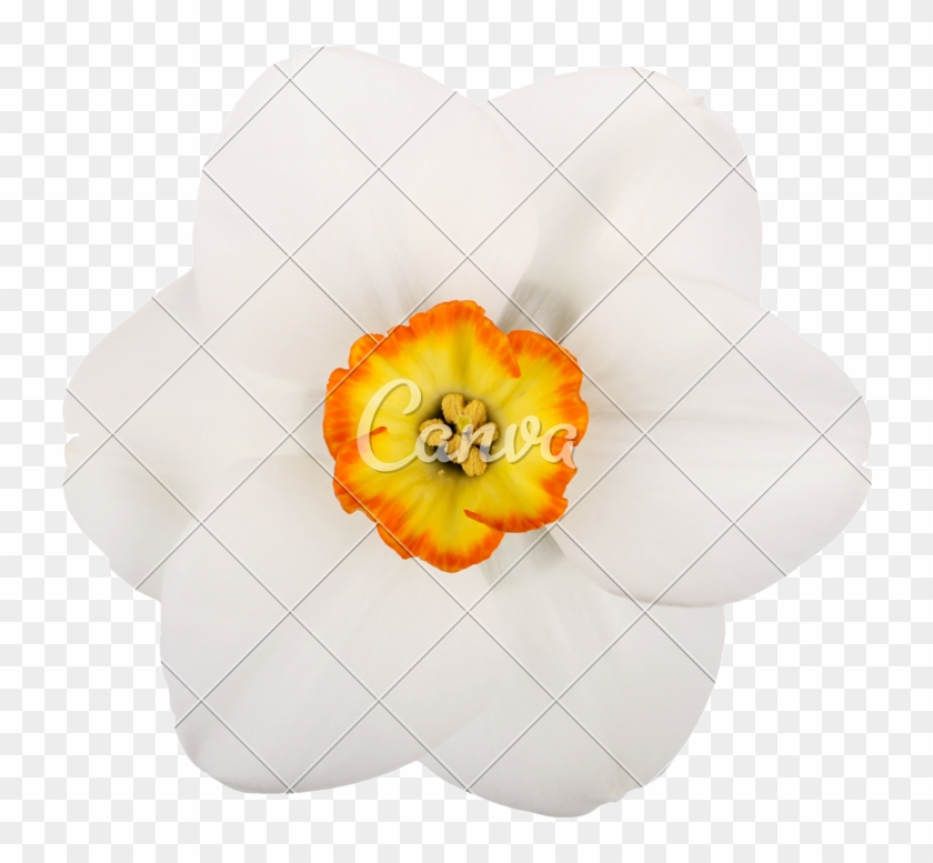 Single Flower Of A Daffodil Cultivar Against A White - Daffodil #304865