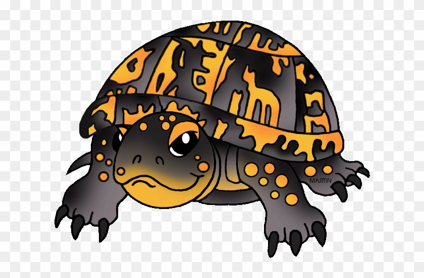 Tennessee State Reptile - North Carolina Eastern Box Turtle #305049