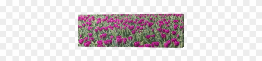 Cuadro En Lienzo Purple Campo De Los Tulipanes • Pixers® - Poster: Venemama's Purple Tulips Field, 61x41cm. #305422