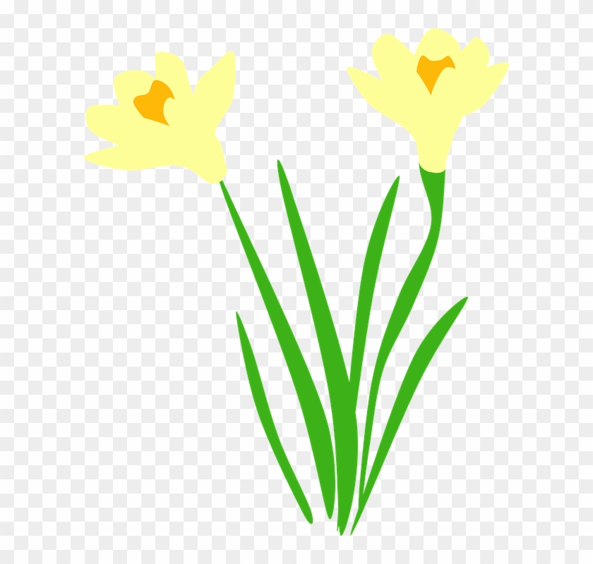 Flower Vectors 26, - Daffodil Vector #305671