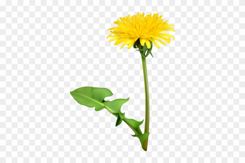 Dandelion Flowers, Vector Icon Set 2 - Dandelion Flower Free Vector #305706