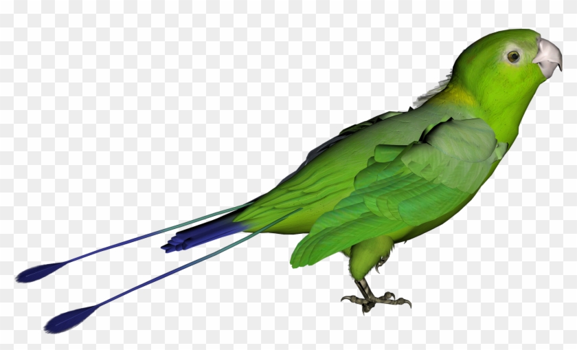 Parrot - Green Parrot Transparent Background #305905