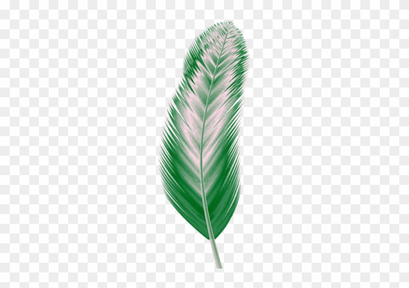 Photoshop Clipart Green Feather - One Feathers #305916