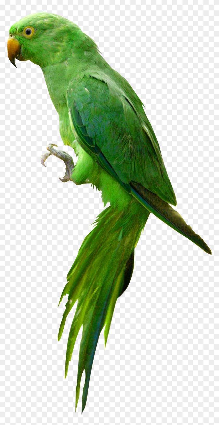Parrot Clipart Indian - Parrot Png #305980
