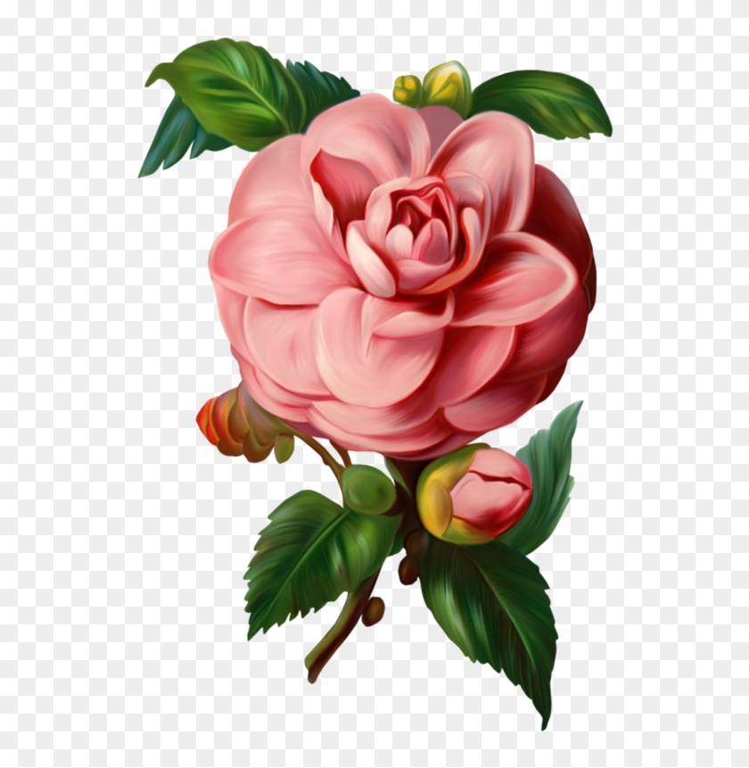 Tubes Fleurs Vintage Rose Vector Png Free Transparent Png Clipart Images Download