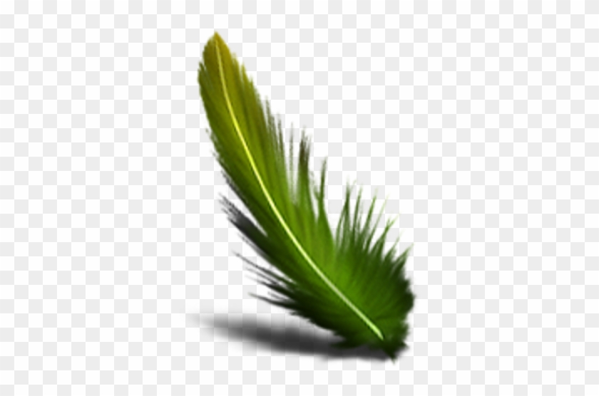 Green Feather Transparent Background #306117