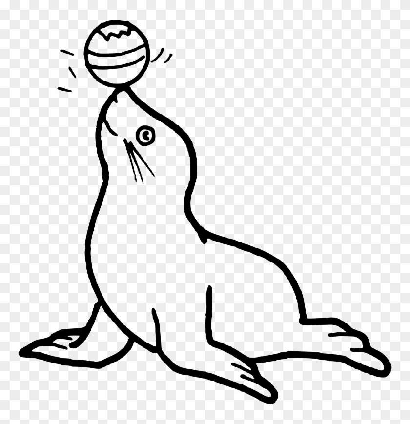 Seal Clip Art - Seal Black And White #306367