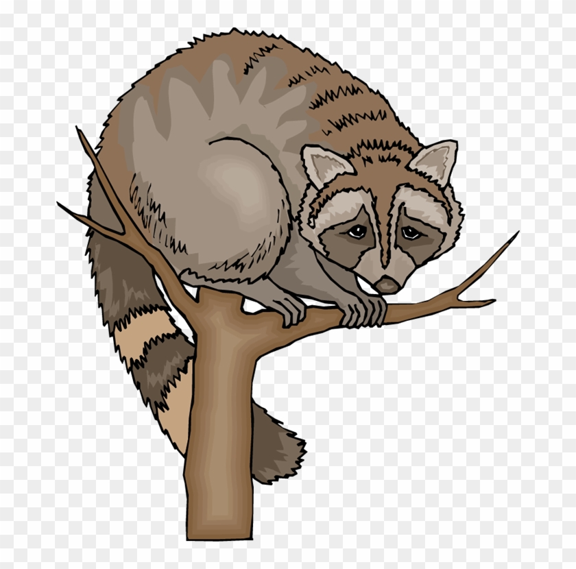 Free Raccoon Clipart - Raccoon In Tree Clipart #307059