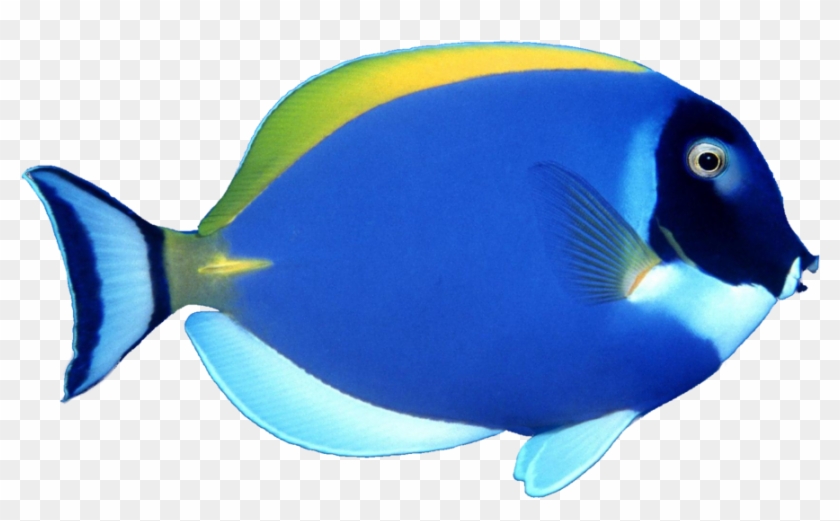 Fish Png Image, Free Download - Sea Fish Png #307057
