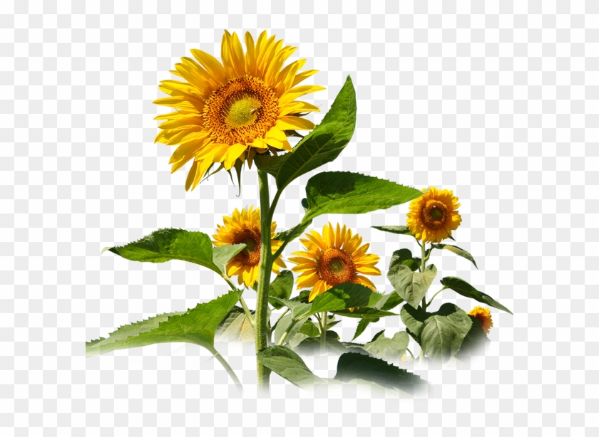 Common Sunflower Sunflower Travel Service Sunflower - Common Sunflower Sunflower Travel Service Sunflower #307538