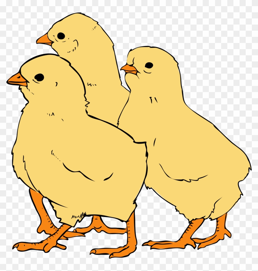 File - Chicks Clipart #307604