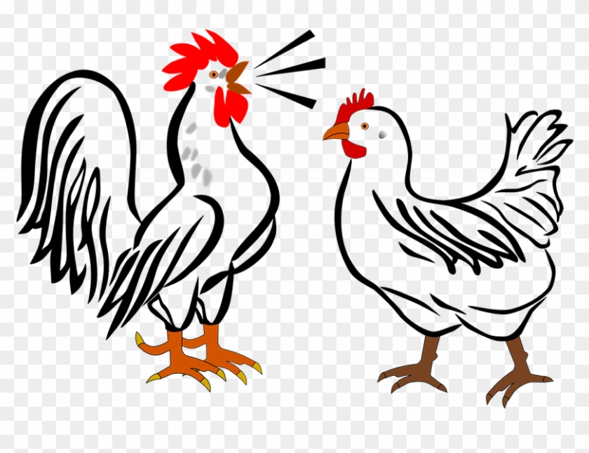 Chicken Vector 7, - Hen And Rooster Cartoon #307623