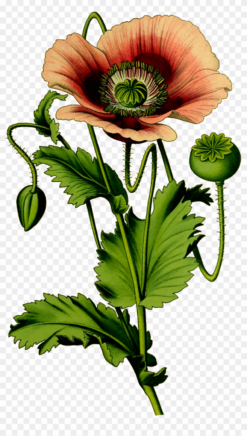 Free Photos > Vector Images > Opium Poppy Plant Vector - Opium Poppy Png #307712