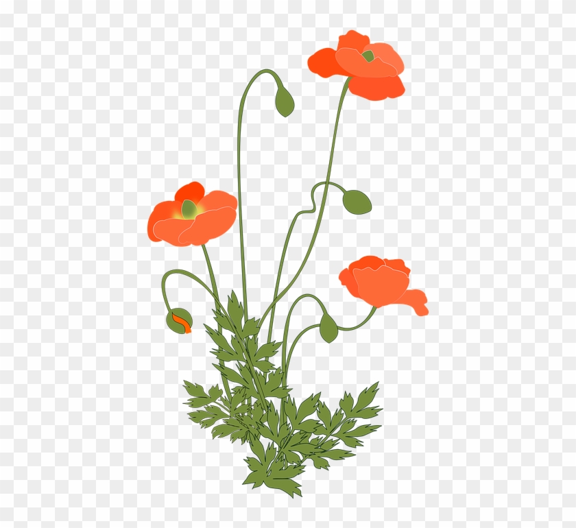 Poppy Background Cliparts 13, - Poppy Plant Png #307719