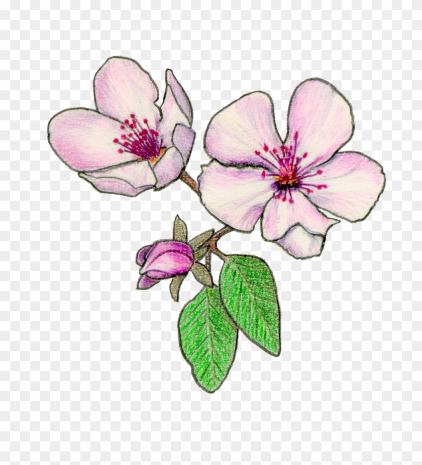 Fruit Types - Pear Blossom Drawing #307769
