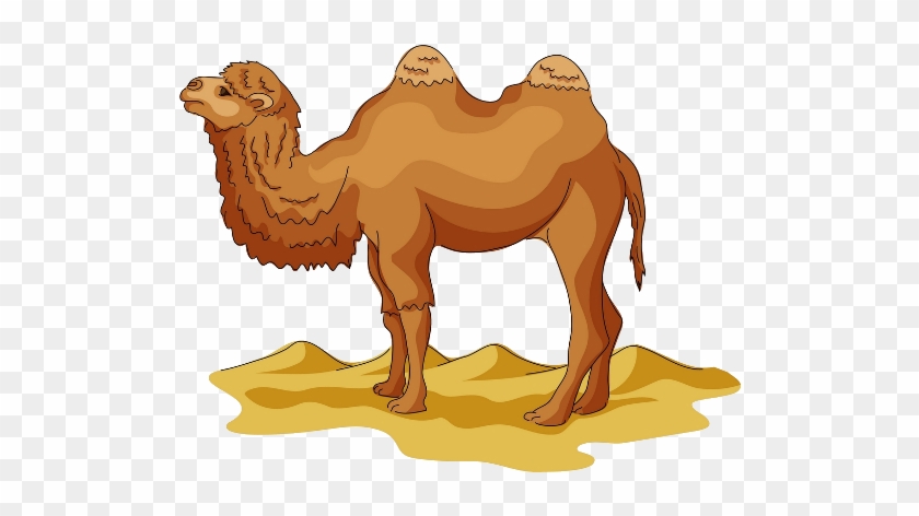 Cartoon Picture Of A Camel #307776