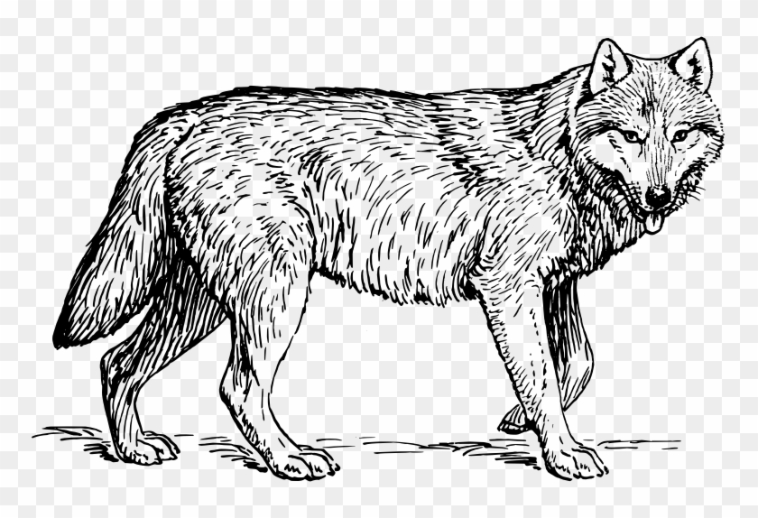 medium image  gray wolf coloring pages  free transparent