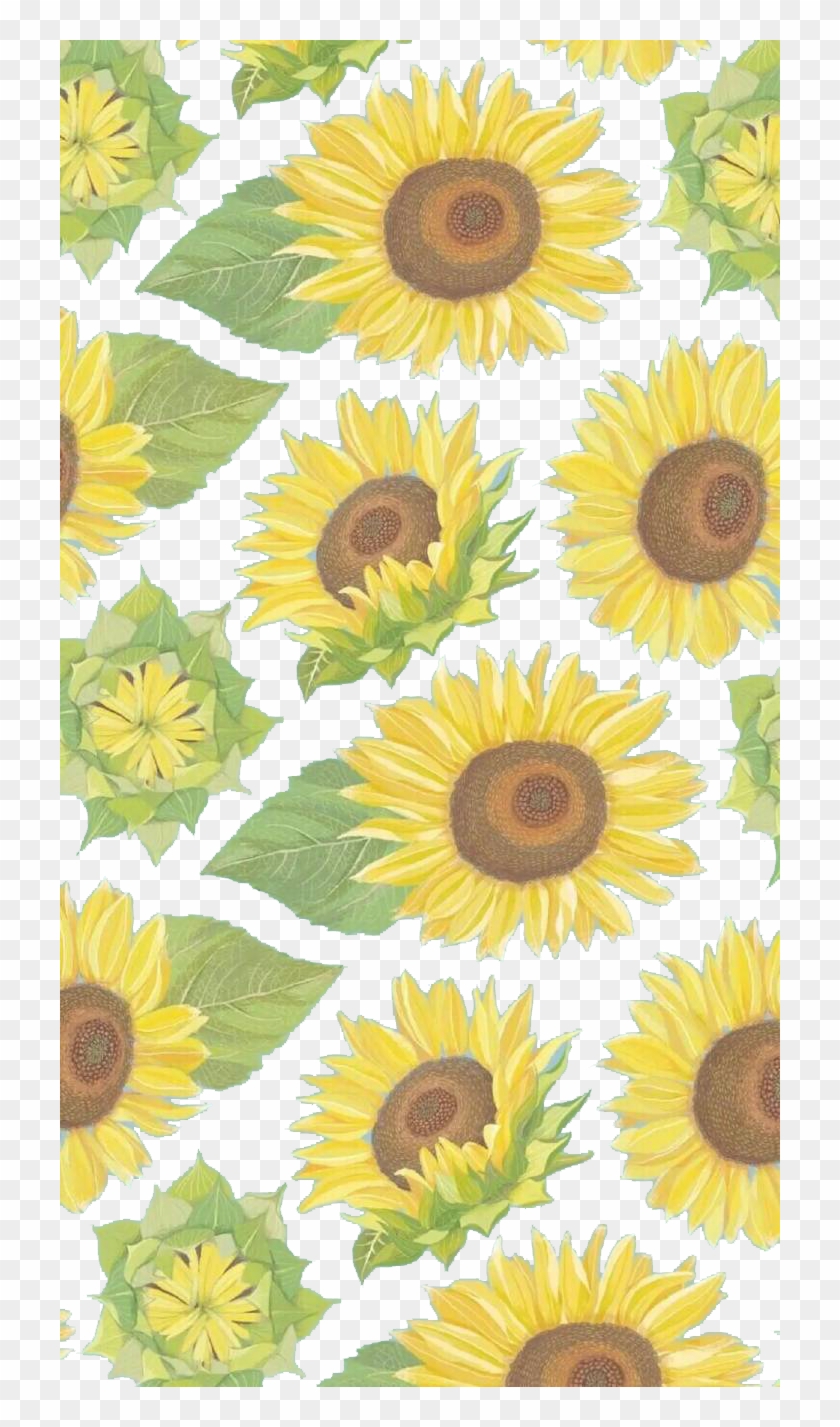Common Sunflower Yellow Wallpaper - Fondos De Pantalla De Girasoles - Free  Transparent PNG Clipart Images Download