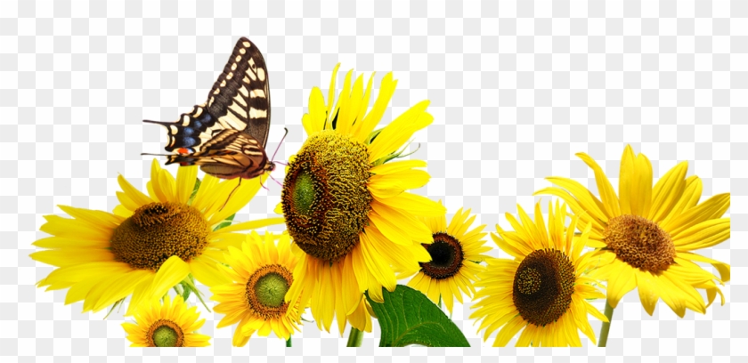 Common Sunflower Butterfly - Common Sunflower Butterfly #307986