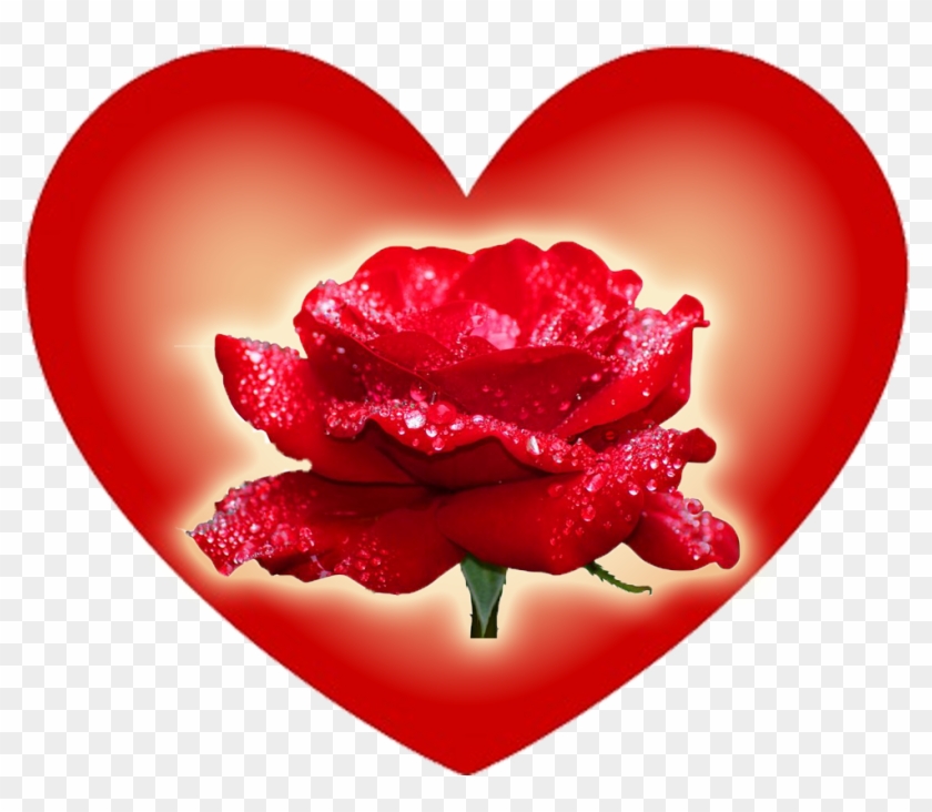 El Amor Nace En El Momento Menos Esperado Y Crece Sin - Fashion 3d Diy Diamond Embroidery Rose Flowers Icon #307922
