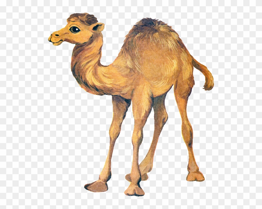 Cute Cartoon Camel Clip Art Images - Детские Картинки Верблюд #307993