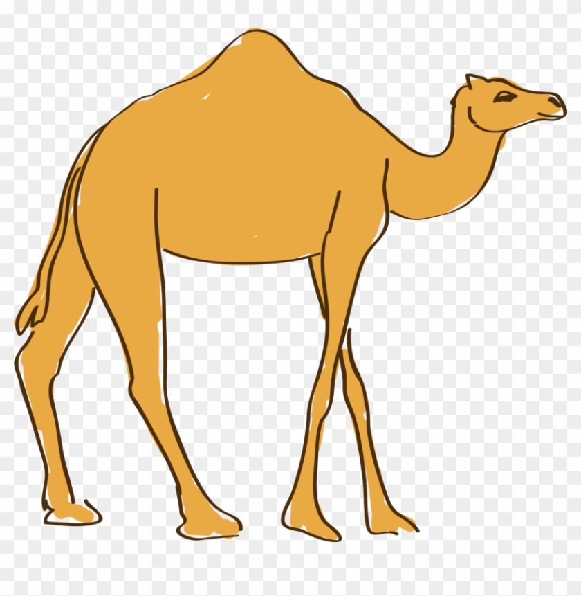 Dromedary Drawing Animation - Camel #308034