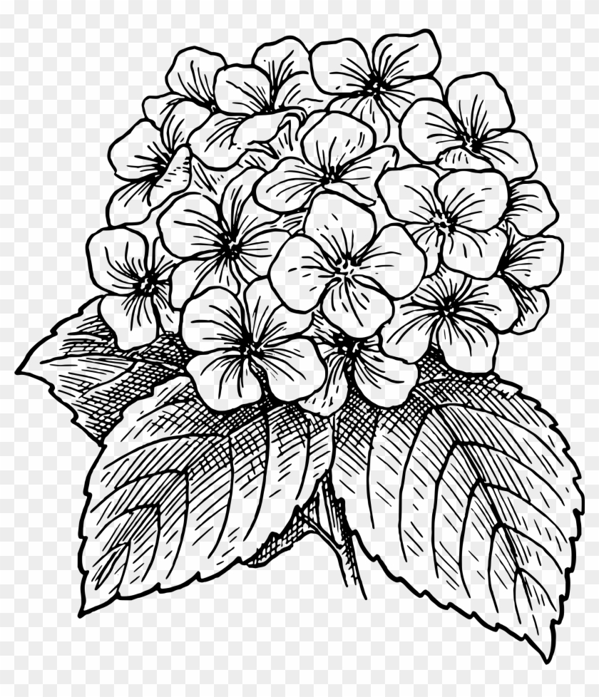 Hydrangea Clip Art - Hydrangea Drawing #53337