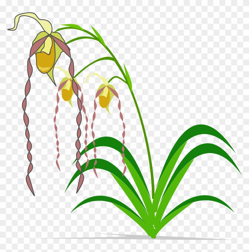 Free To Use Public Domain Clip Art Page - Spectacular Orchids: The Basics Of Growing Your Own #53757